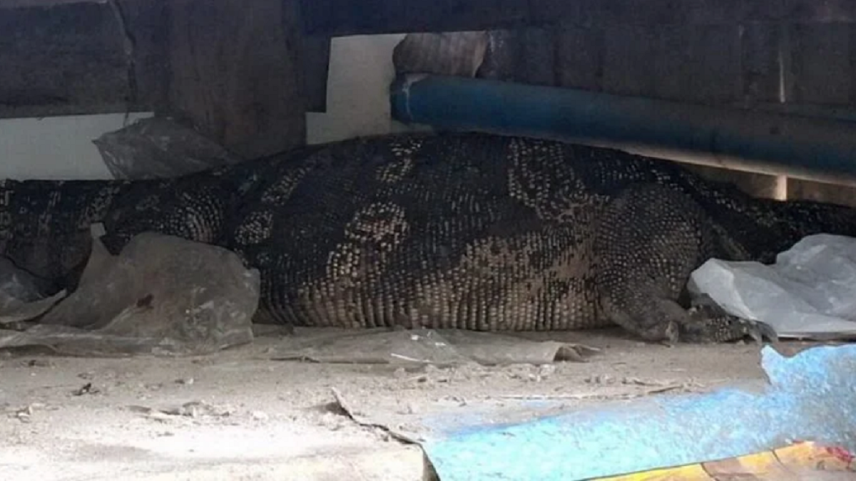 Đang ngồi trong nhà, cụ bà hoảng hốt thấy “thứ đáng sợ” bò vào, cả xóm ùn ùn kéo đến xem- Ảnh 1.