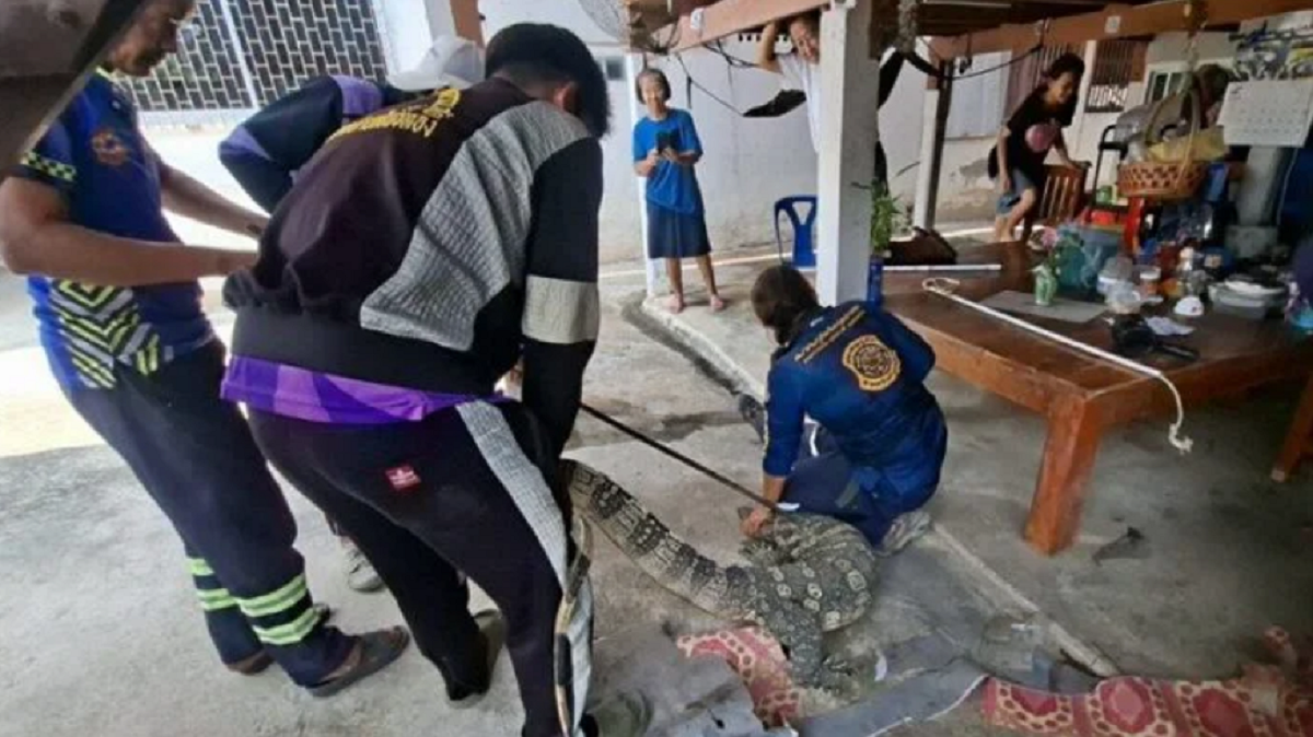 Đang ngồi trong nhà, cụ bà hoảng hốt thấy “thứ đáng sợ” bò vào, cả xóm ùn ùn kéo đến xem- Ảnh 2.