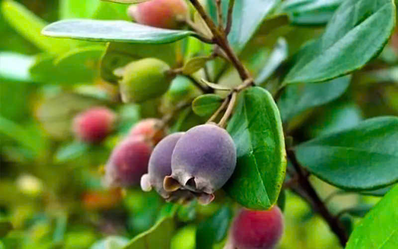 Từng rụng đầy gốc không ai nhặt, thứ quả rừng 'tím lịm' bất ngờ thành đặc sản 130.000 đồng/kg - Ảnh 1.