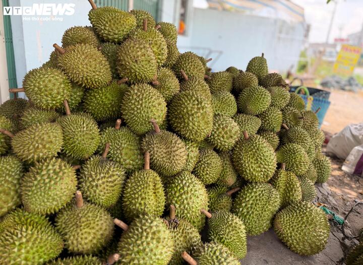 Cadimi: Lỗ hổng kỹ thuật hay hồi chuông cảnh báo với ngành sầu riêng?- Ảnh 1.