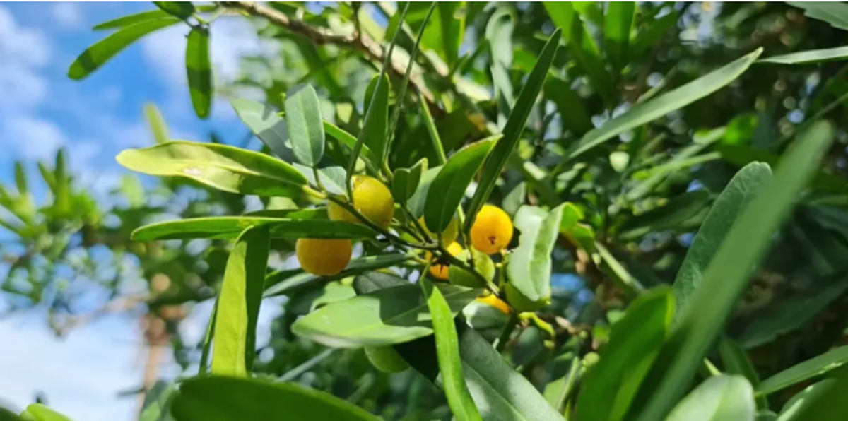Ngỡ là cây dại ven đường, ai ngờ phần rễ bán tới 10 triệu/kg, vẫn có người mua - Ảnh 3.