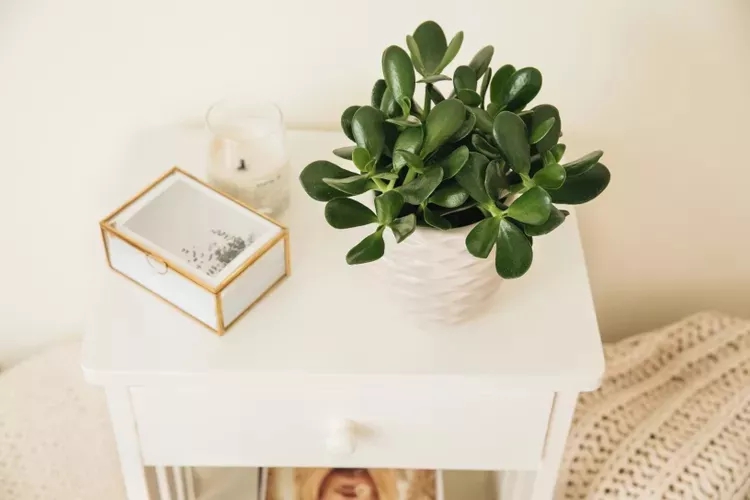 12 loại cây được chuyên gia phong thủy khuyên nên trồng trước cửa nhà - Ảnh 8.