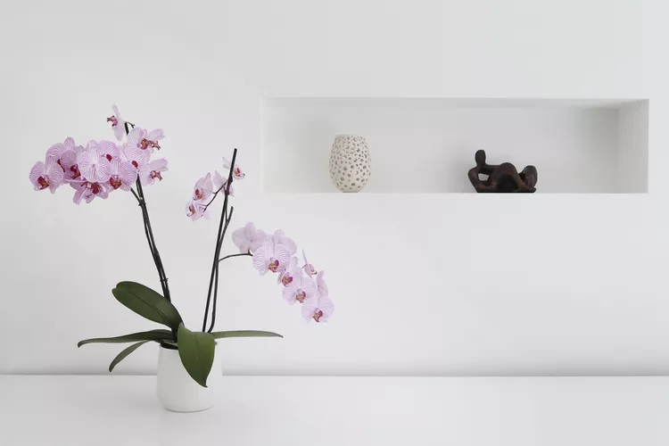 12 loại cây được chuyên gia phong thủy khuyên nên trồng trước cửa nhà - Ảnh 12.