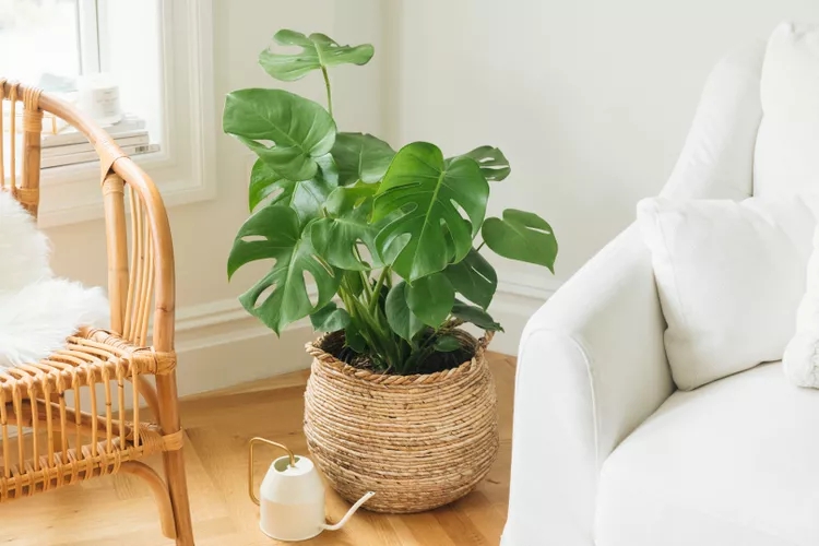 12 loại cây được chuyên gia phong thủy khuyên nên trồng trước cửa nhà - Ảnh 2.