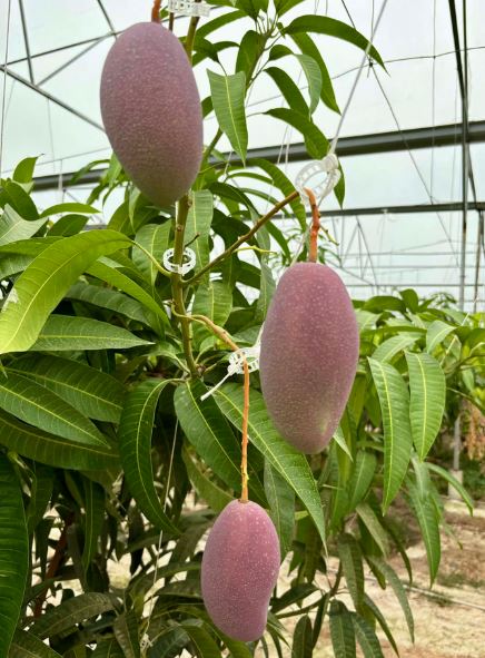 Quả "trứng mặt trời" đắt đỏ bậc nhất thế giới, 100 triệu đồng/cặp, ở Việt Nam có người trồng thành công - Ảnh 4.