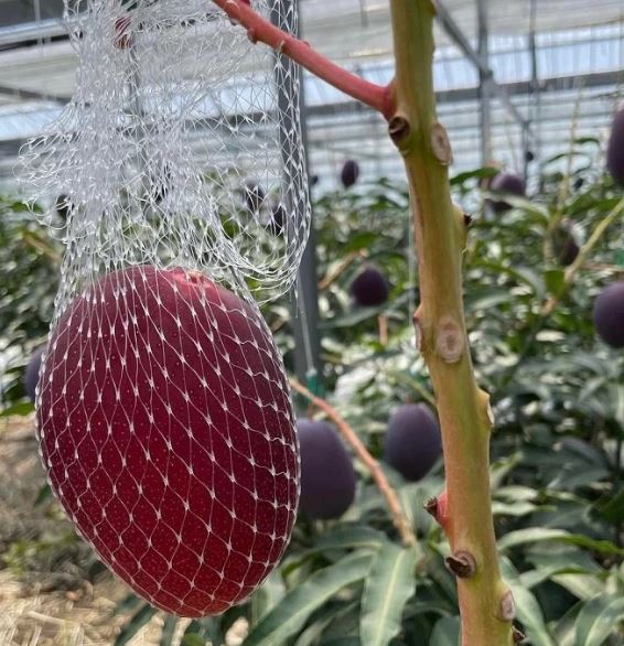 Quả "trứng mặt trời" đắt đỏ bậc nhất thế giới, 100 triệu đồng/cặp, ở Việt Nam có người trồng thành công - Ảnh 1.
