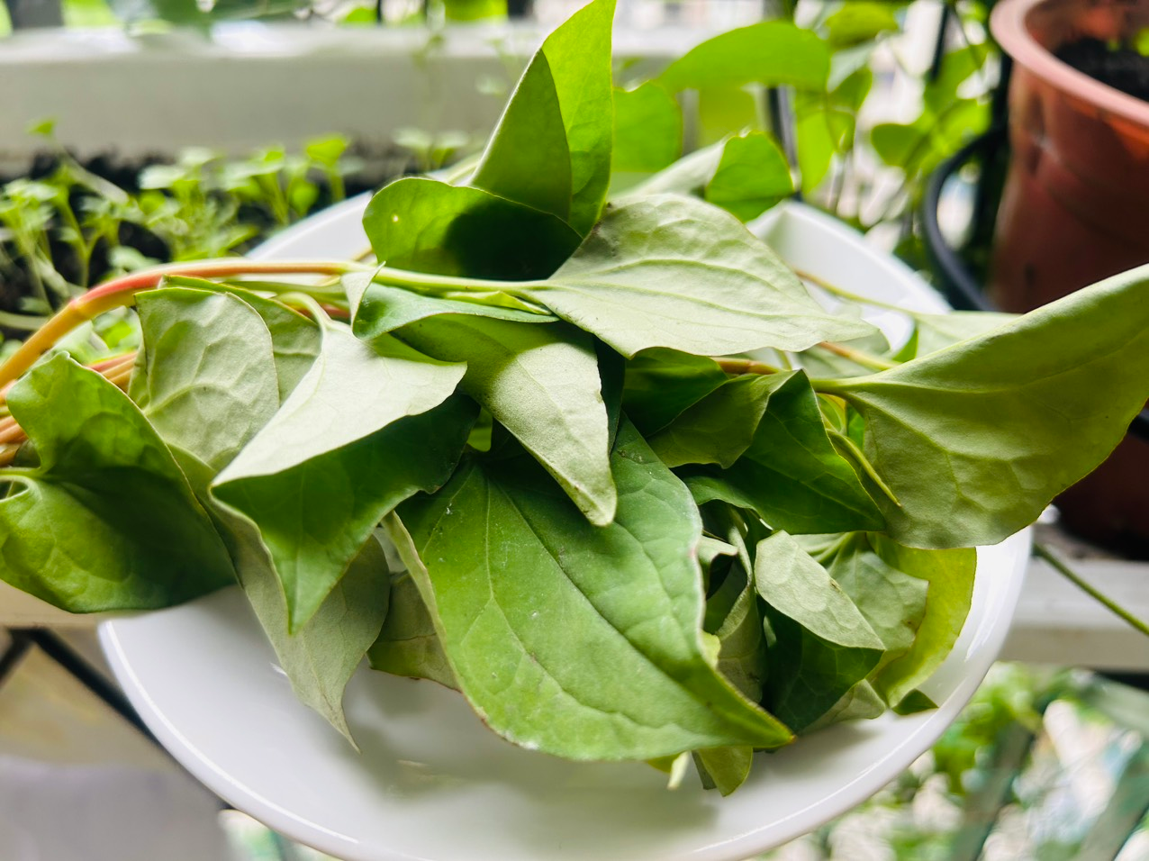 Lời khuyên dành cho những gia đình đang trồng rau diếp cá - Ảnh 2.
