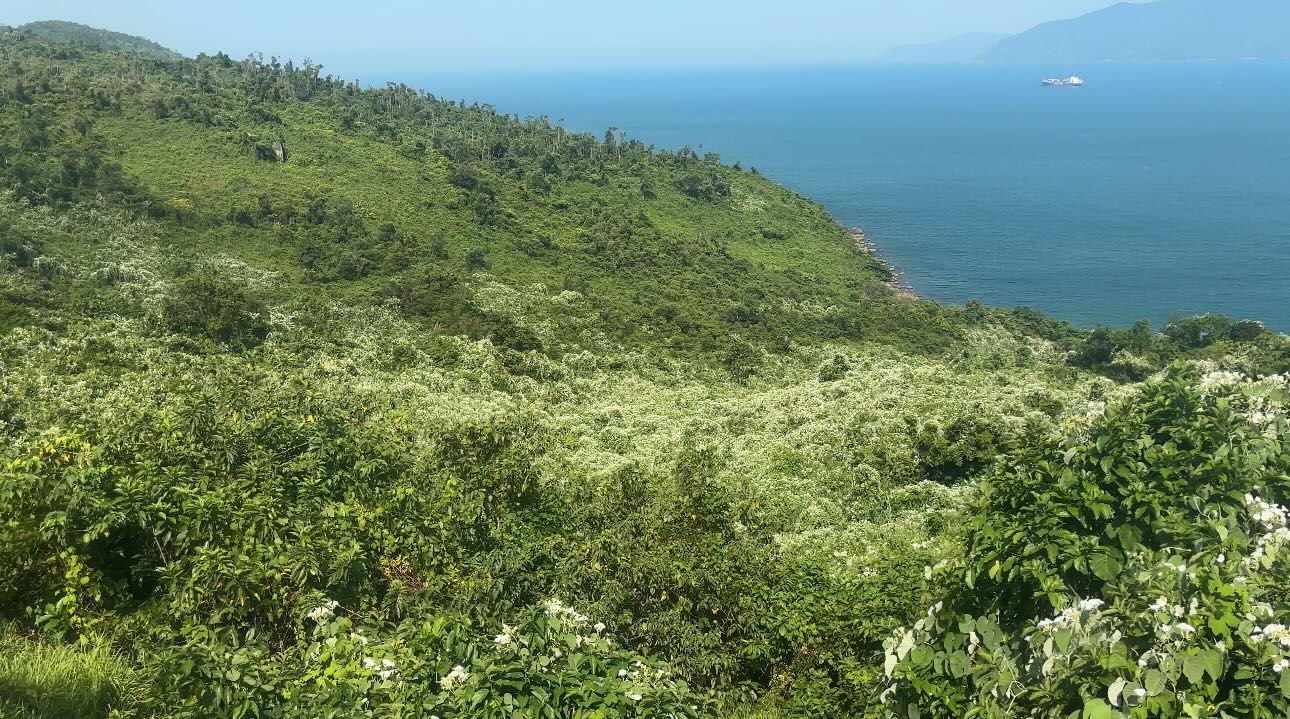 "Thiên đường hạ giới" đang phủ trắng muốt đèo Hải Vân khiến bao người đắm say: Đẹp đến đâu, đáng lo đến đó!- Ảnh 8.