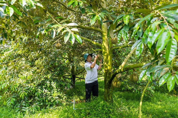 Sầu riêng rớt giá: Lối ra nào cho 'vua' trái cây?- Ảnh 5.