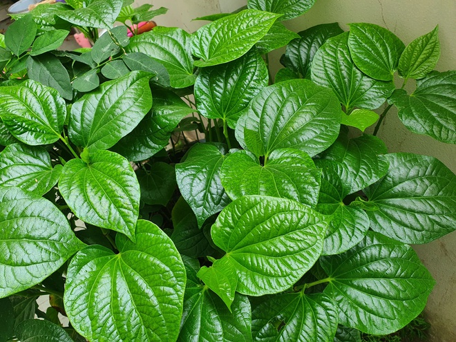 4 lý do nên trồng lá lốt trong nhà- Ảnh 2.
