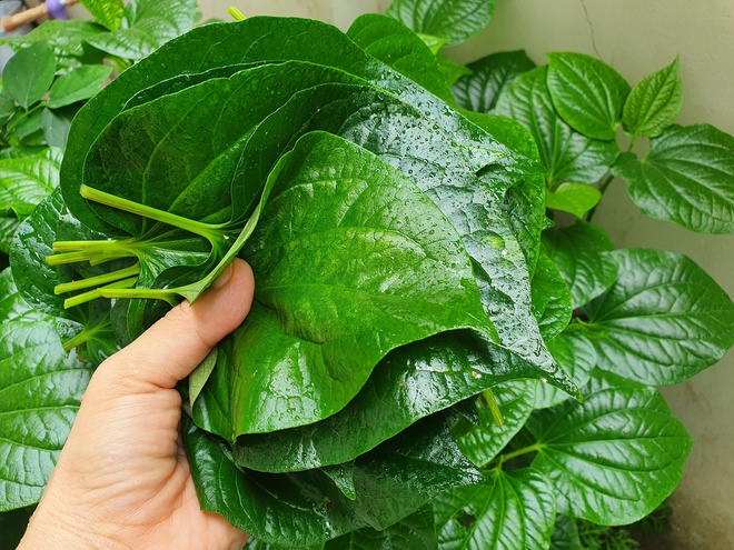 4 lý do nên trồng lá lốt trong nhà- Ảnh 3.