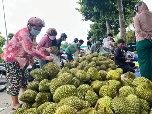 Sầu riêng lấy lại đà tăng giá- Ảnh 1.
