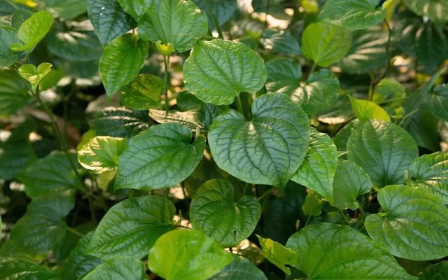 4 lý do nên trồng lá lốt trong nhà- Ảnh 1.
