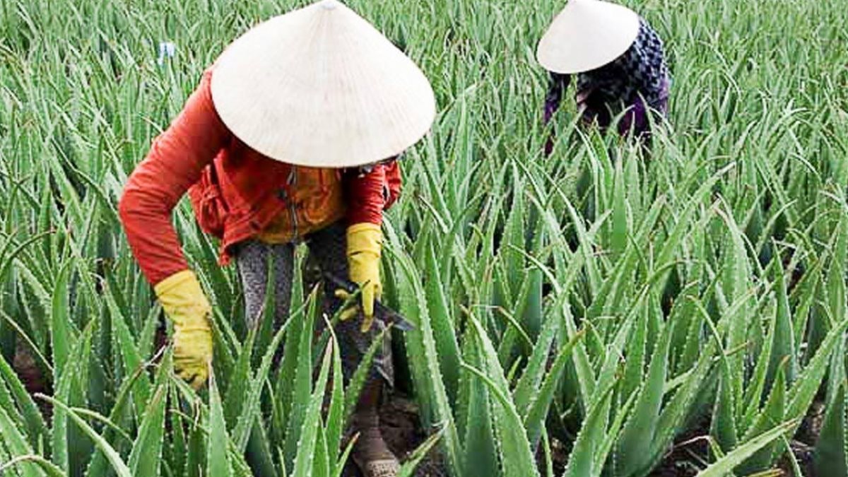 Cây thuốc quý của Việt Nam được Mỹ đánh giá cao, trả nhiều tiền mua về, hóa ra là “vàng mười” cho sức khỏe - Ảnh 4.