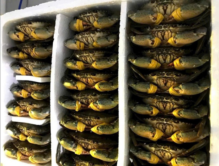 Cua biển Cà Mau tăng hơn 100.000 đồng/kg dịp lễ 30-4 và 1-5- Ảnh 1.