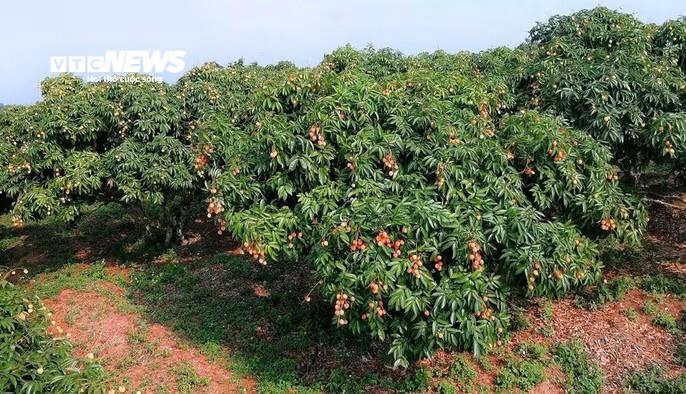 Vải Bắc Ninh mất mùa, 1 vườn vải u trứng vẫn bán giá kỷ lục- Ảnh 3.