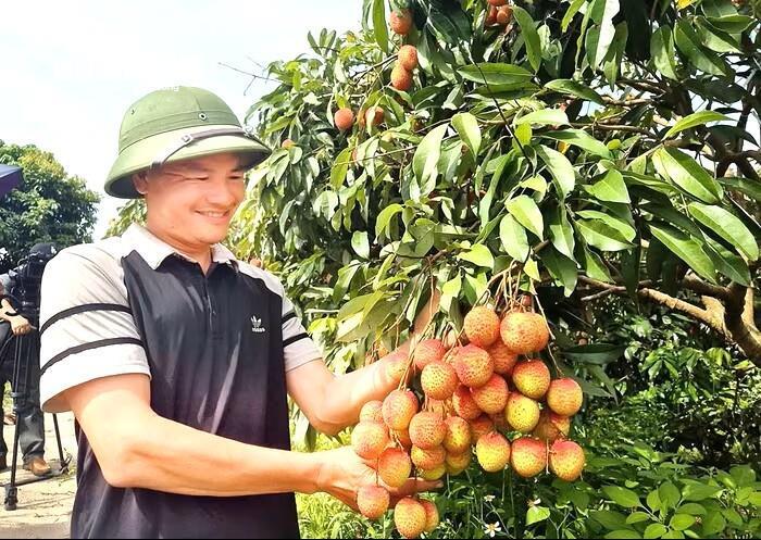 Vải Bắc Ninh mất mùa, 1 vườn vải u trứng vẫn bán giá kỷ lục- Ảnh 2.