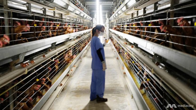 "Đột nhập" nhà máy trứng sản xuất 600.000 quả/ngày: Vì sao gà đẻ ở đây gần như không có ngày nghỉ? - Ảnh 1.