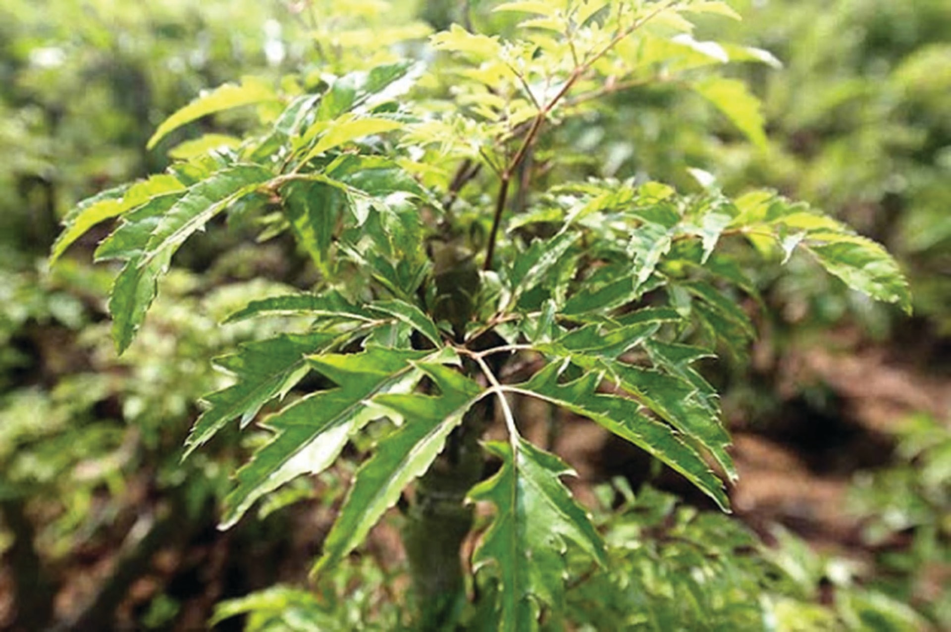 3 lý do đinh lăng được ví là "sâm Nam" của người Việt - Ảnh 1.