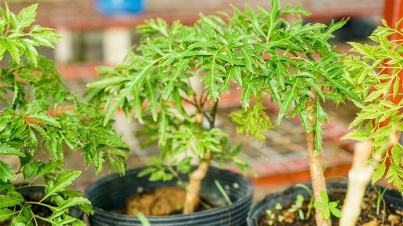 Lợi ích khi trồng cây đinh lăng- Ảnh 2.
