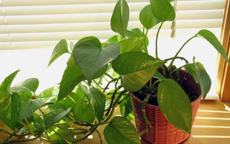 5 cây "chịu nóng" tốt nhất, nhà nào cũng nên trồng 1 loài trong nhà- Ảnh 5.