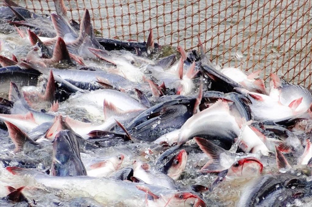 Mỹ báo tin vui cho một mặt hàng chủ lực của Việt Nam- Ảnh 1.