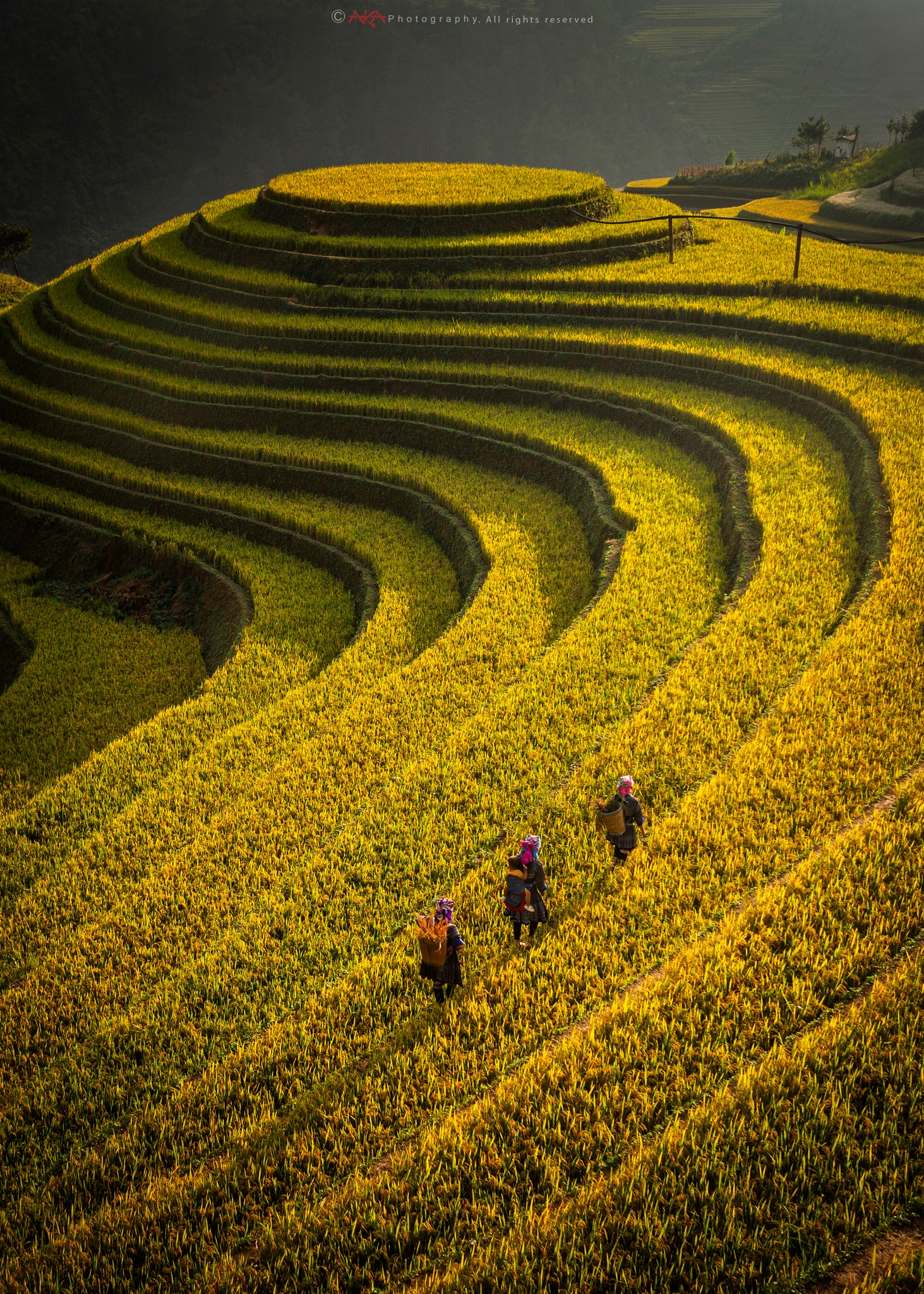Việt Nam có khu nghỉ dưỡng vừa ẵm giải danh giá châu Á, nằm lọt giữa thung lũng ruộng bậc thang đẹp nhất nhì thế giới- Ảnh 11. Việt Nam có khu nghỉ dưỡng vừa ẵm giải danh giá châu Á, nằm lọt giữa thung lũng ruộng bậc thang đẹp nhất nhì thế giới- Ảnh 11.