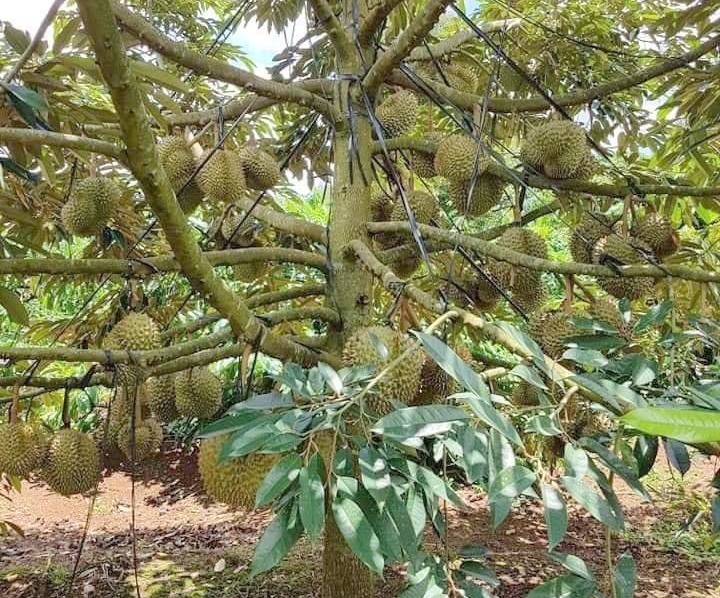 Dân mạng phát sốt vì "sầu riêng"vào mùa: Ăn thường xuyên, cơ thể có thể gặp loạt biến đổi bất ngờ  - Ảnh 4.