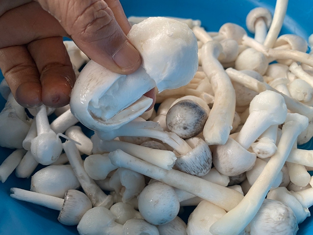 Loài cây kỳ lạ chỉ ra 