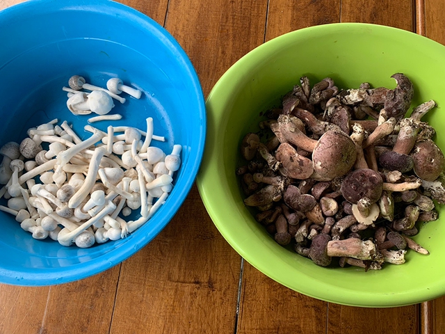 Loài cây kỳ lạ chỉ ra 