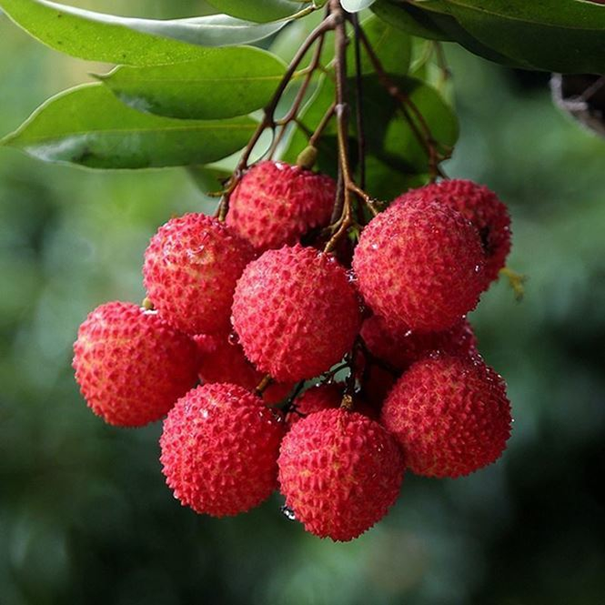 Loại quả Việt vỏ "xù xì", bên trong mọng ngọt được ví bổ dưỡng chẳng kém nhân sâm, tổ yến- Ảnh 3.