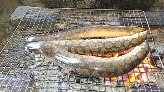 Loài cá nhìn rợn người nhưng lại là "siêu phẩm" bởi  thịt ngọt, dai và thơm đặc trưng- Ảnh 2.