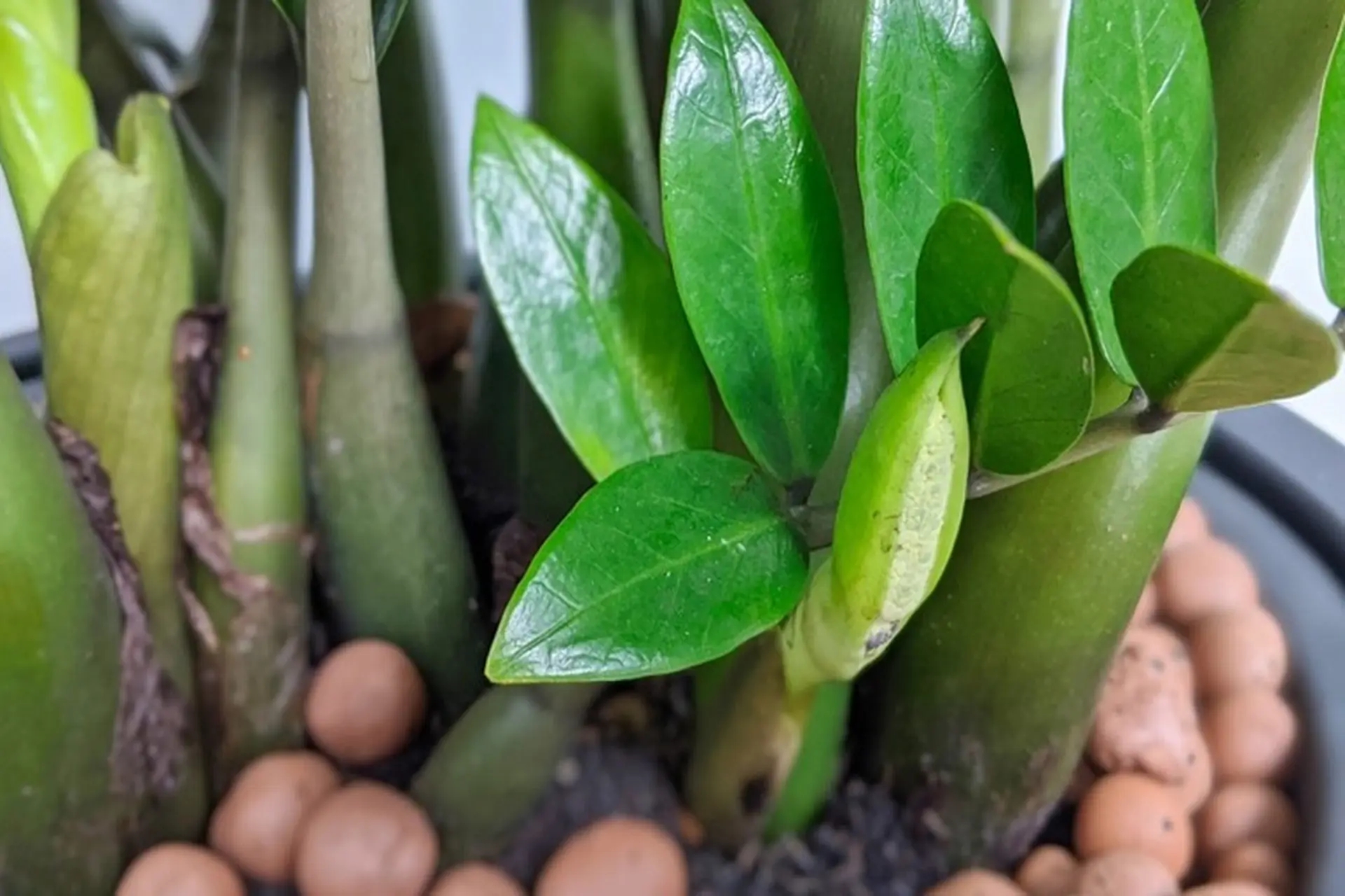 Cây nên trồng trước nhà tháng 6: Hút tài lộc, giữ bình an- Ảnh 1.