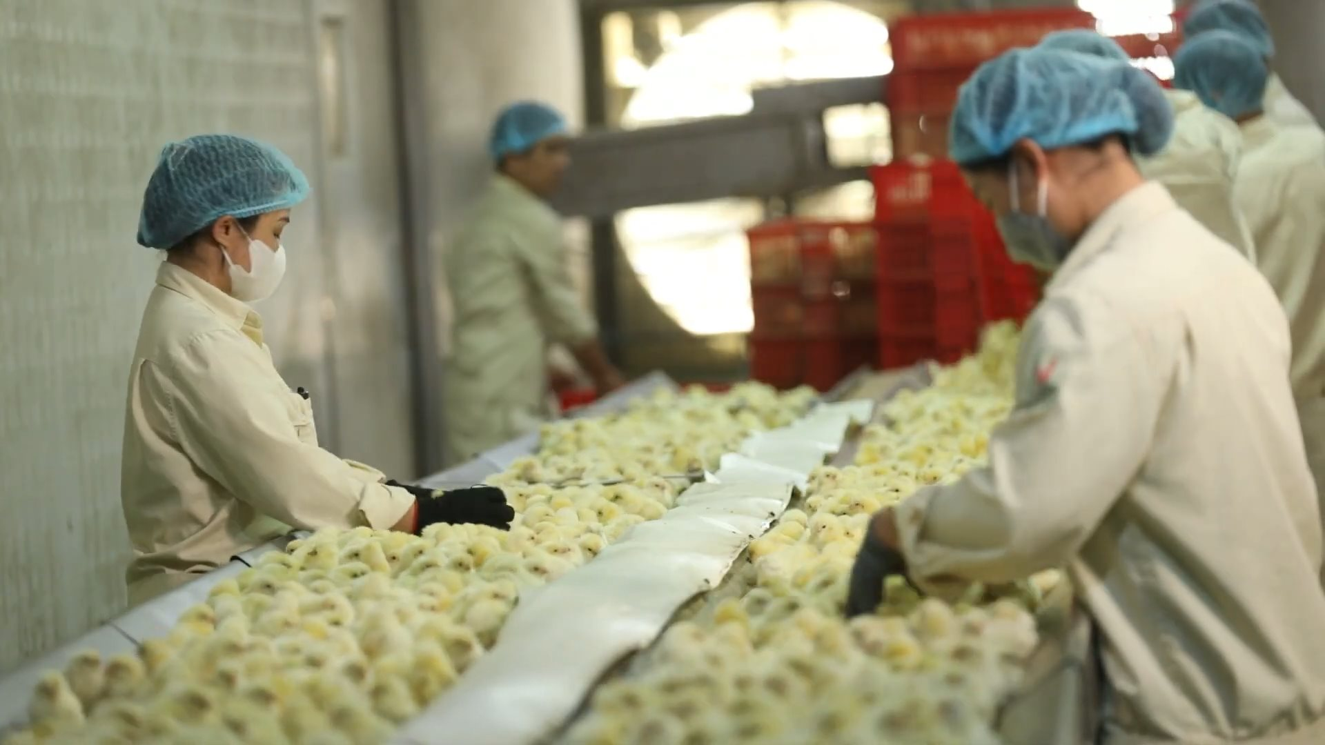 “Cỗ máy” sản xuất 300 triệu quả trứng/năm, có cả trứng nhân sâm của chủ tịch Nguyễn Như So: Nuôi 1 triệu con gà, vận hành bằng robot Đức- Ảnh 7.