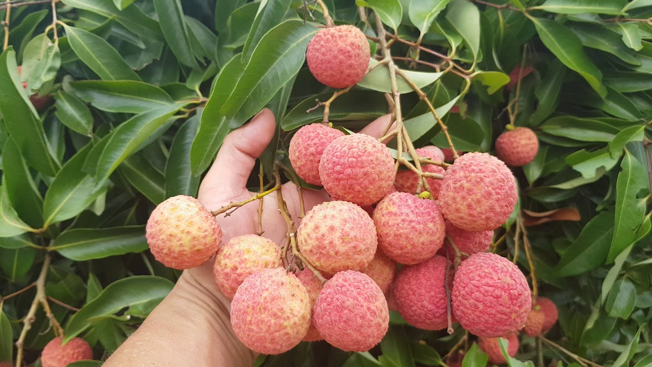 Loại quả "quốc dân" vào mùa hè nhưng bác sĩ cảnh báo không nên ăn cùng 2 thứ này: Có thể làm mất vitamin C, tăng nguy cơ tụt đường huyết nguy hiểm- Ảnh 1.