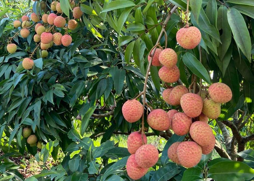 Loại quả "quốc dân" vào mùa hè nhưng bác sĩ cảnh báo không nên ăn cùng 2 thứ này: Có thể làm mất vitamin C, tăng nguy cơ tụt đường huyết nguy hiểm- Ảnh 3.