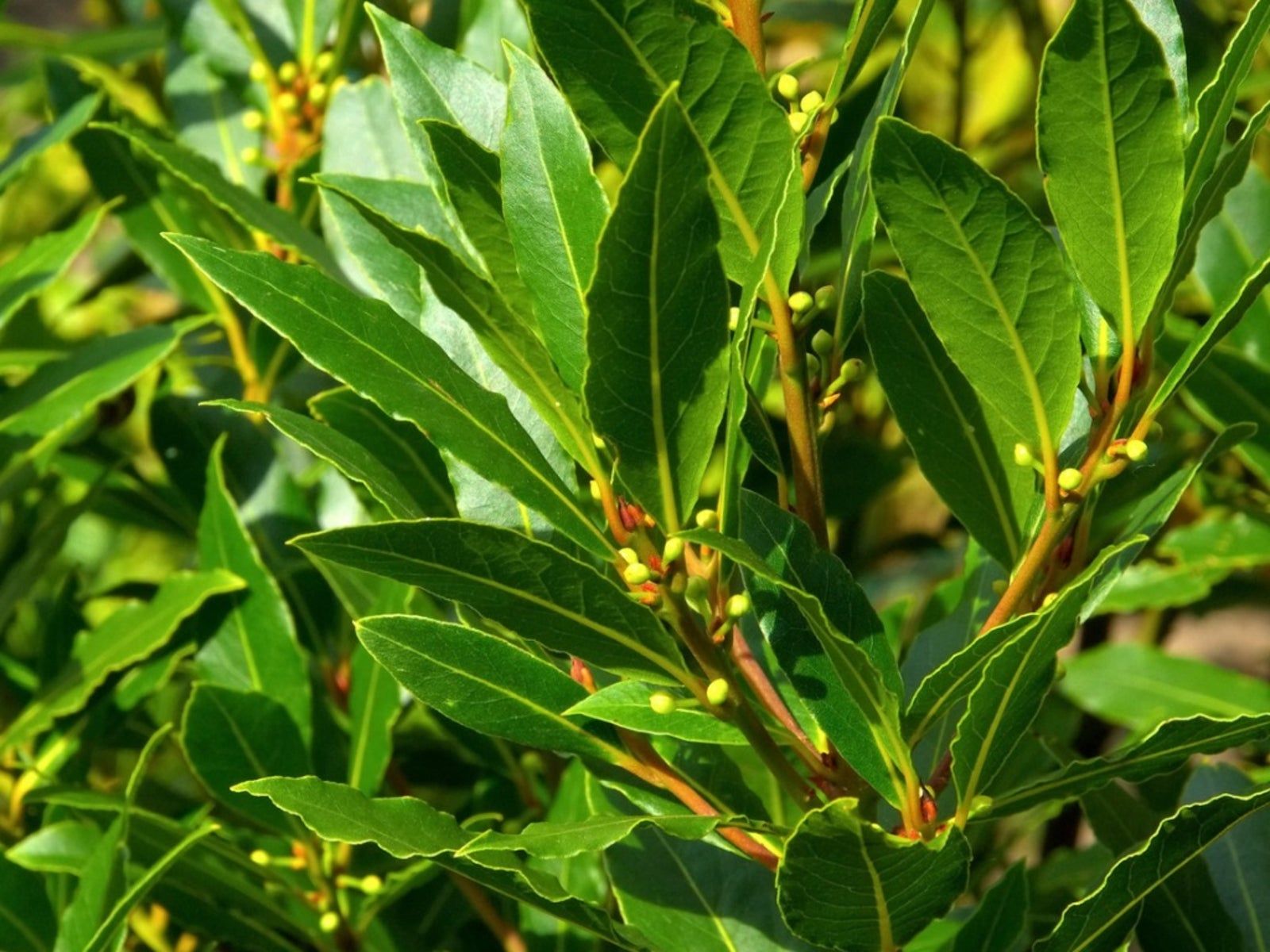 4 loại lá có sẵn trong vườn, hái đem pha trà giúp giảm huyết áp và đường huyết: Có loại toàn bị bỏ đi - Ảnh 3.