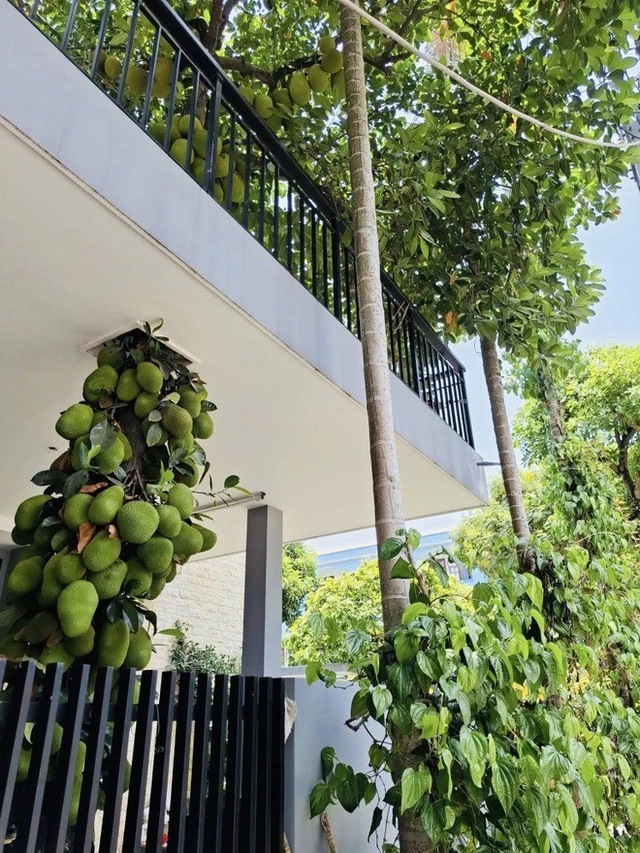 Cây mít trăm quả, mọc chi chít xuyên 2 tầng nhà ở Đà Nẵng, chủ nhà không bán mà để làm 1 việc- Ảnh 2.
