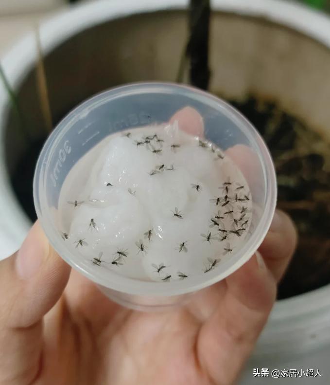 Các “mẹo chống muỗi” đang được nhiều gia đình áp dụng mùa hè này: Có cách chỉ tốn vài nghìn đồng nhưng hiệu quả bất ngờ- Ảnh 5.