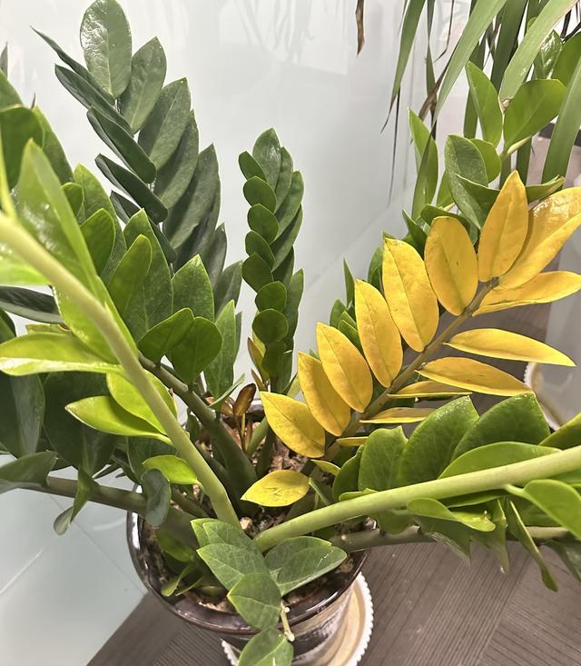 Cây kim tiền từng “nhà nào cũng có” giờ bị nhiều người âm thầm bỏ: 4 nhược điểm khiến ai trồng rồi cũng ngán- Ảnh 3.
