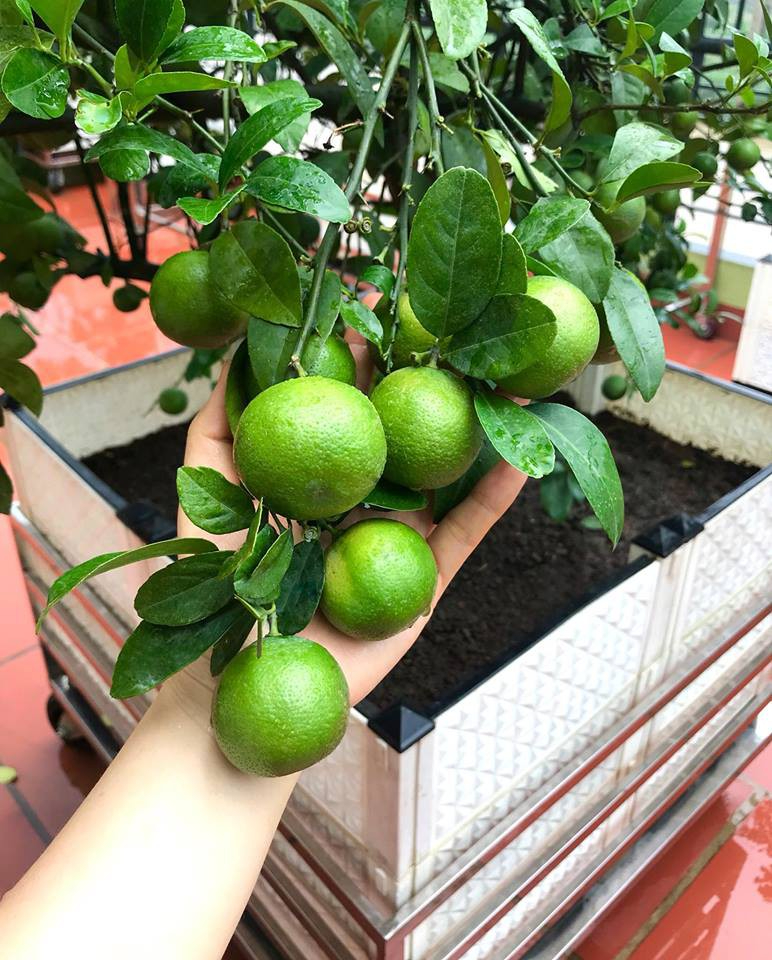 Lợi ích khi trồng chanh- Ảnh 1.