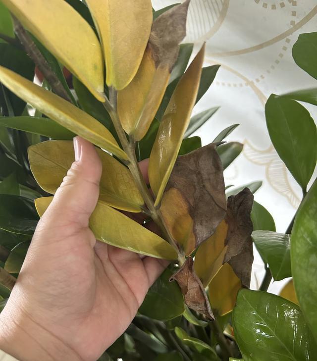 Cây kim tiền từng “nhà nào cũng có” giờ bị nhiều người âm thầm bỏ: 4 nhược điểm khiến ai trồng rồi cũng ngán- Ảnh 2.