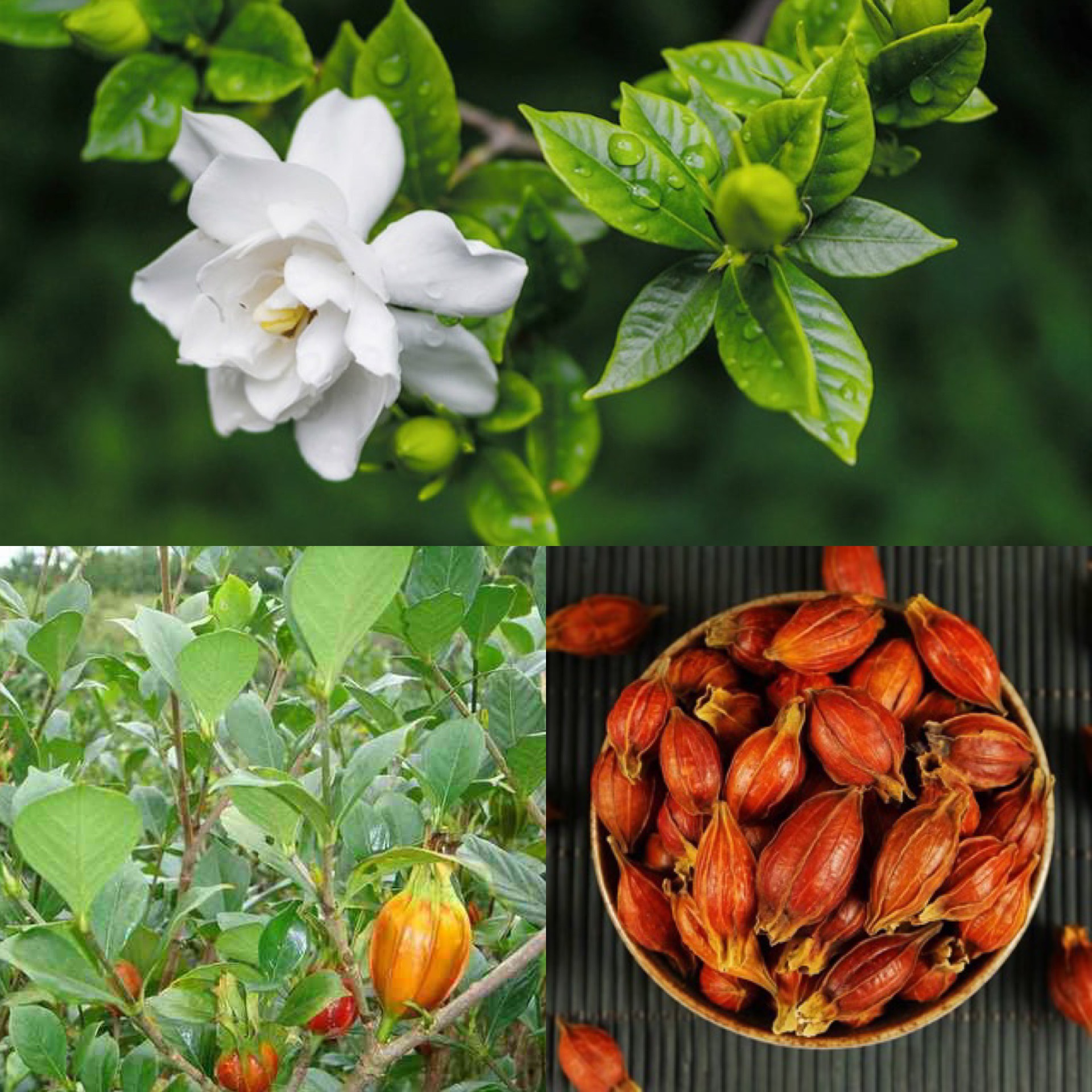 4 lý do vì sao nên trồng 1 cây dành dành trước cửa nhà- Ảnh 2.
