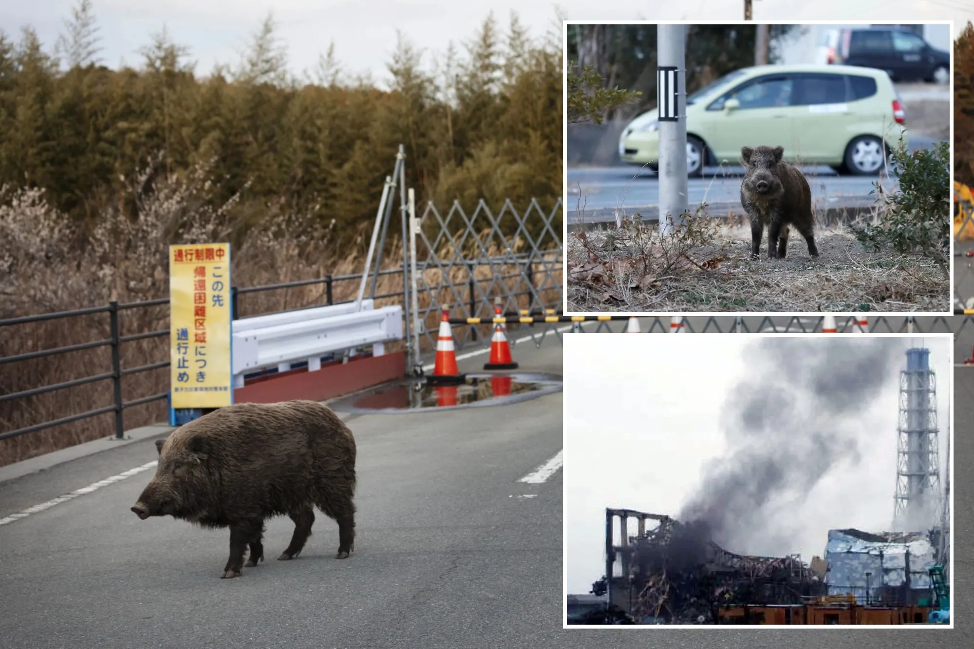 Lợn hoang tại khu vực phóng xạ Fukushima của Nhật Bản đã trở thành "siêu lợn", sinh sôi chóng mặt, đe dọa mất kiểm soát- Ảnh 1.