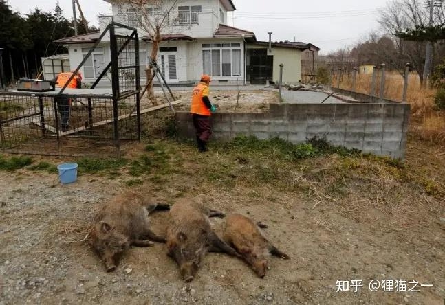 Lợn hoang tại khu vực phóng xạ Fukushima của Nhật Bản đã trở thành "siêu lợn", sinh sôi chóng mặt, đe dọa mất kiểm soát- Ảnh 2.