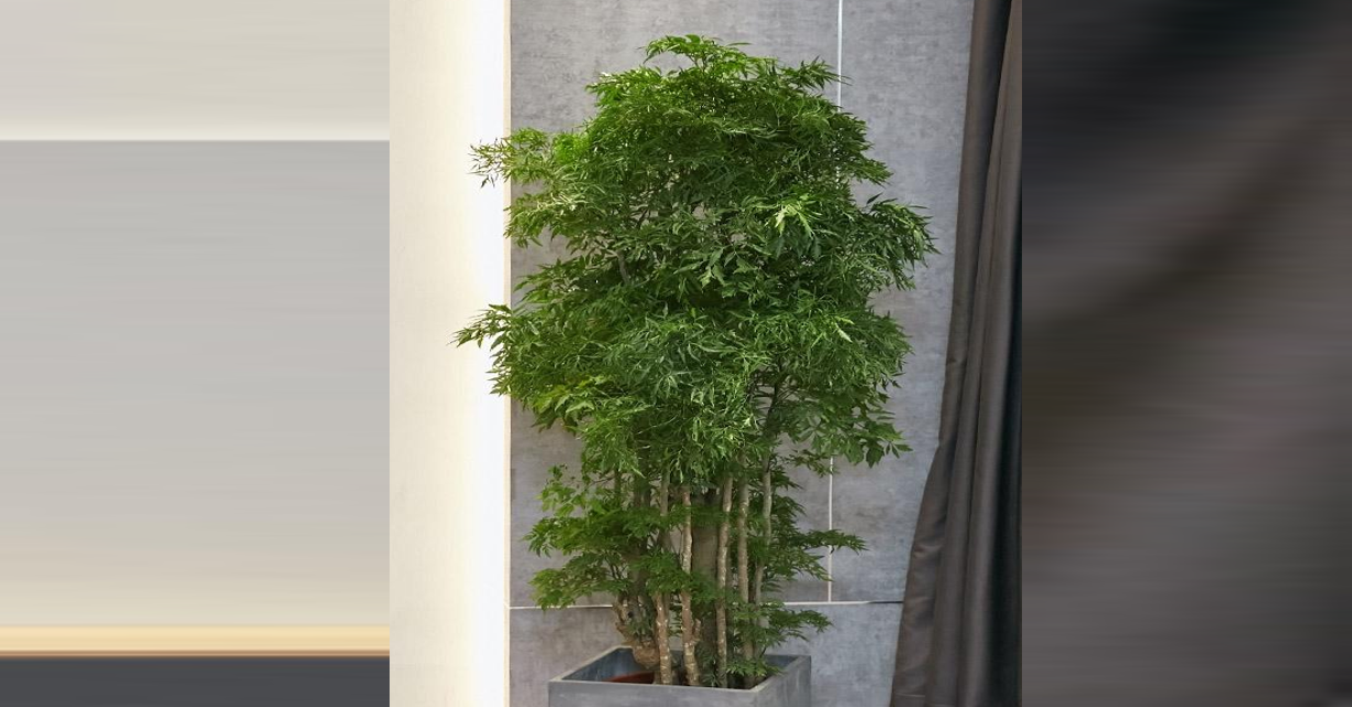 Đặt cây đinh lăng đúng vị trí để 