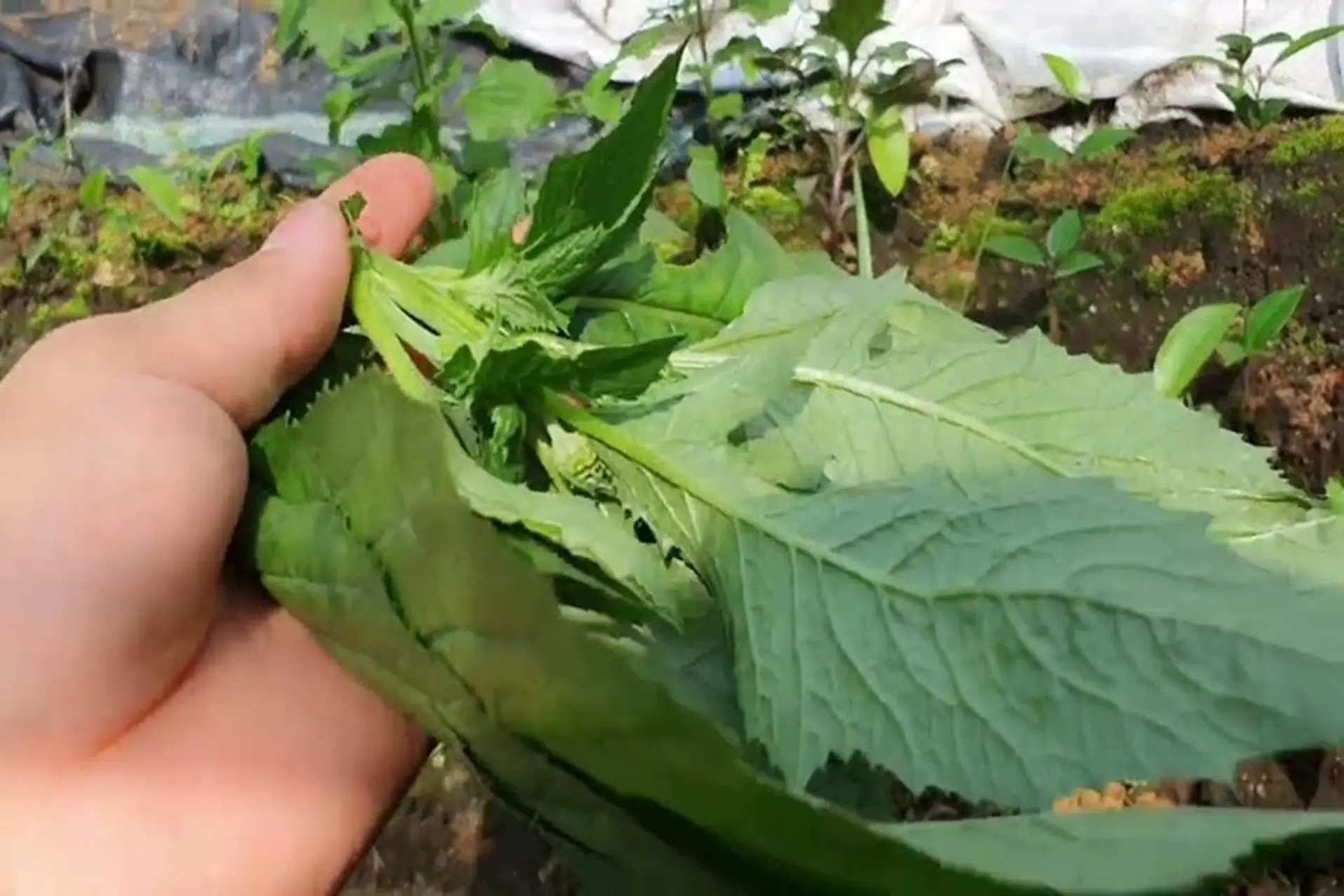 Loại rau bồi bổ cơ thể, làm mát gan: Mọc hoang đầy Việt Nam mà ít ai biết để ăn- Ảnh 3. Loại rau bồi bổ cơ thể, làm mát gan: Mọc hoang đầy Việt Nam mà ít ai biết để ăn- Ảnh 3.