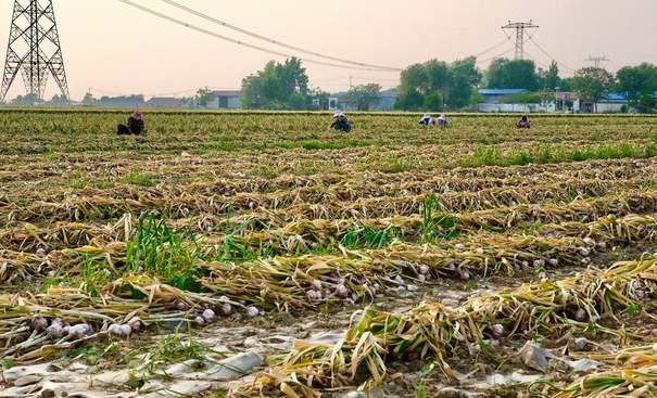 Không phải vải hay sầu riêng, Trung Quốc lo mất mùa một loại nông sản Việt Nam đang trồng rất nhiều: Diện tích trồng hơn 800.000 ha, đang xuất khẩu đứng đầu thế giới- Ảnh 1.