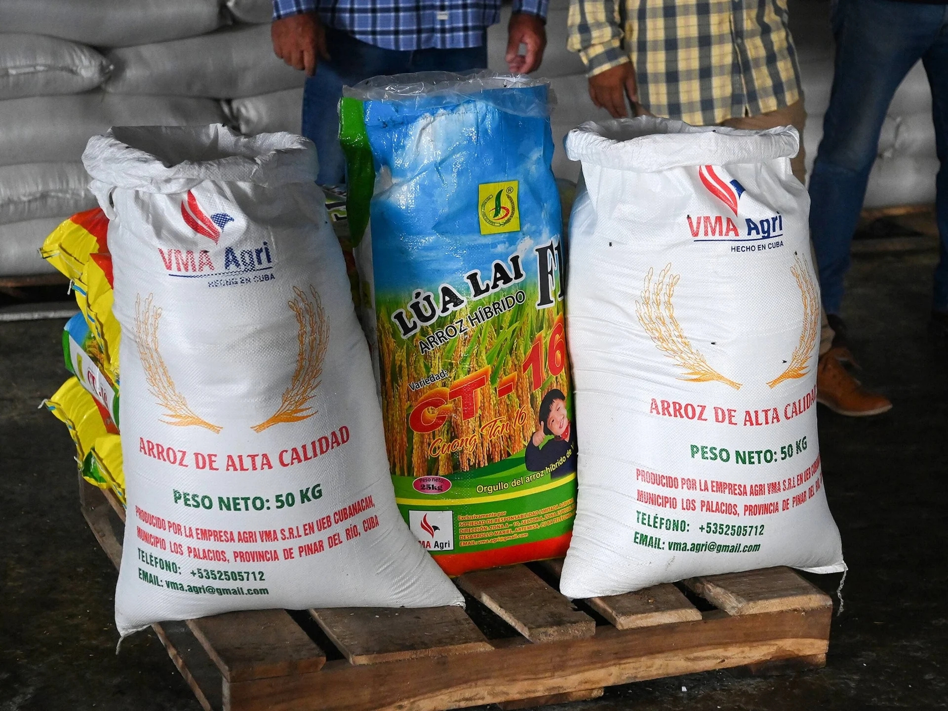 Cuba áp dụng “bí quyết” trồng lúa của Việt Nam, thu kết quả khiến lãnh đạo bất ngờ - Ảnh 2.