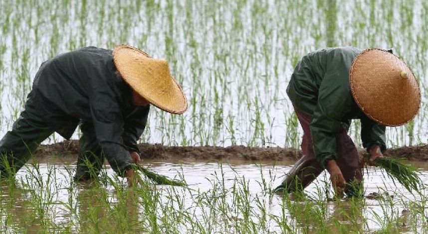 Từ nước nhập khẩu đến siêu cường tự chủ: Áp lực nuôi sống 1 tỷ dân trở thành ván bài sống còn của Trung Quốc, đánh cược lật đổ ngành nông sản toàn cầu- Ảnh 3.
